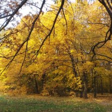Осень золотая в октябре, в парках Москвы