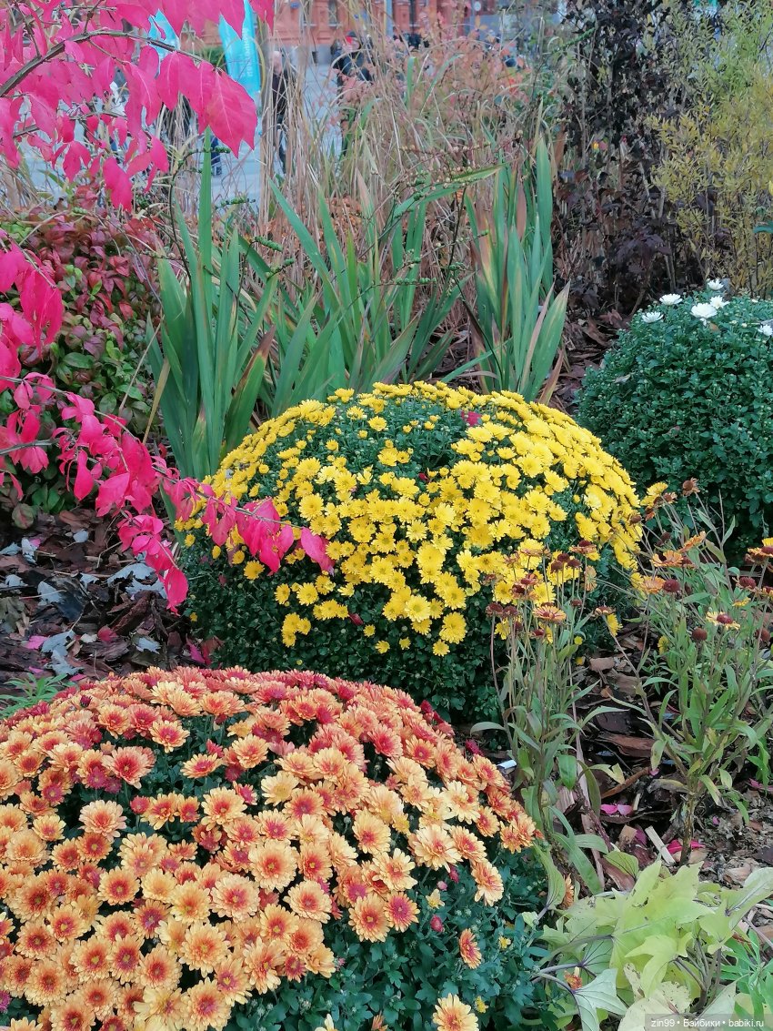 Осень в центре Москвы и на Манеже тоже | Бэйбики Осень в центре Москвы и на Манеже тоже