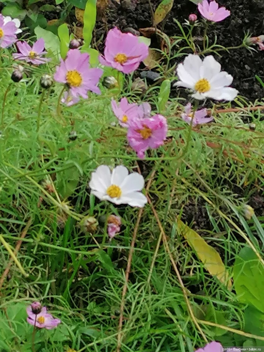 Осень в центре Москвы и на Манеже тоже | Бэйбики Осень в центре Москвы и на Манеже тоже