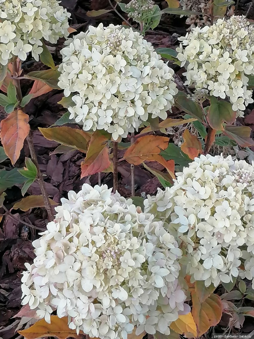 Парк на Павелецкой. А где фонтаны