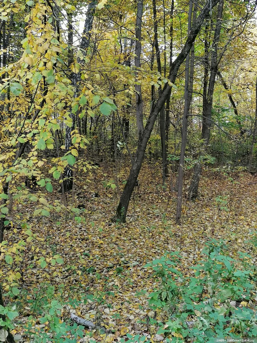 Осень в парке — Куклы Baboliy (Баболи