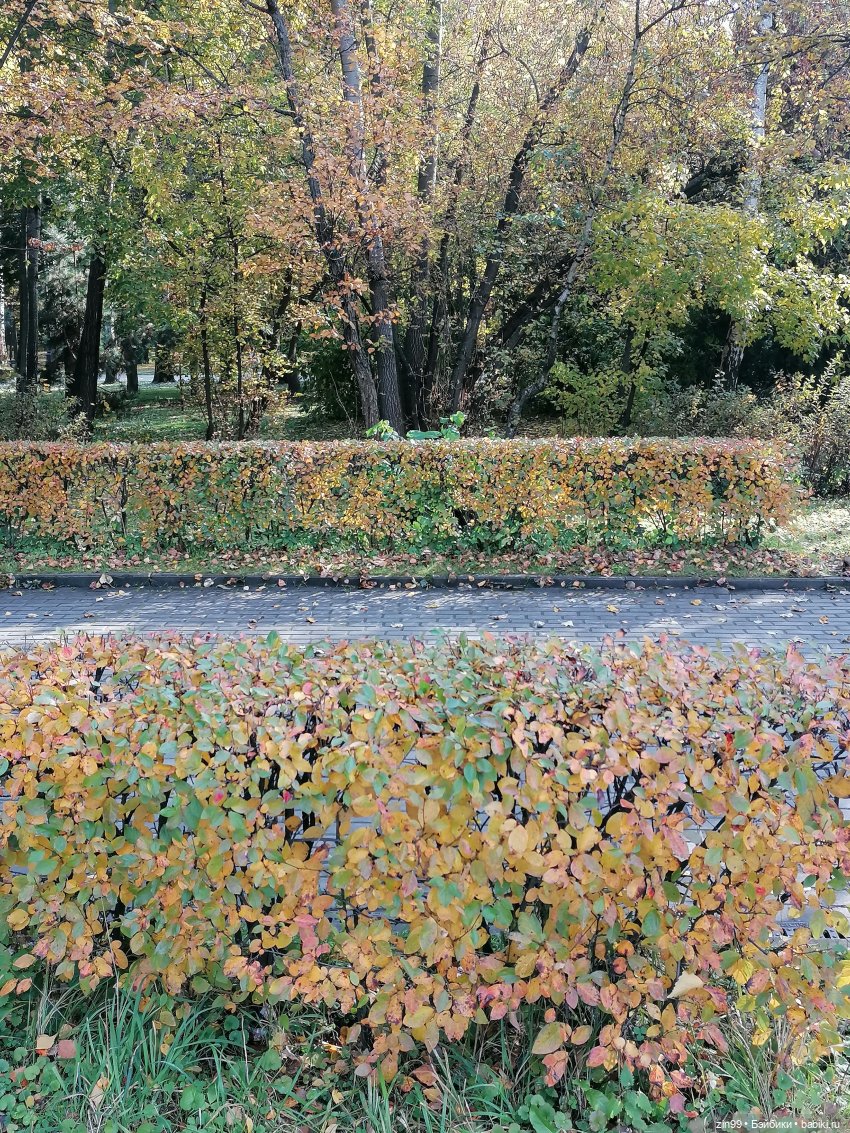 Осень в парке — Куклы Baboliy (Баболи