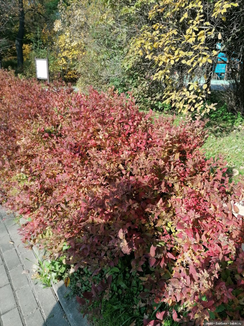 Осень в парке — Куклы Baboliy (Баболи