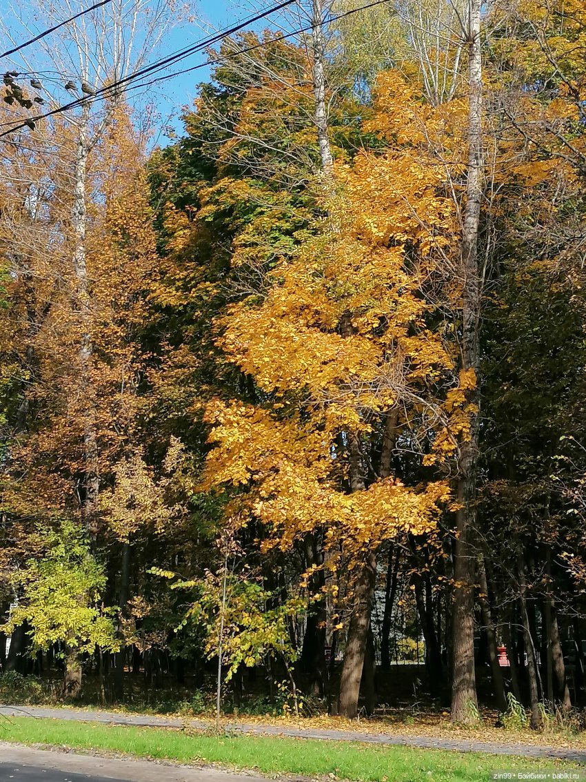 Осень в парке — Куклы Baboliy (Баболи
