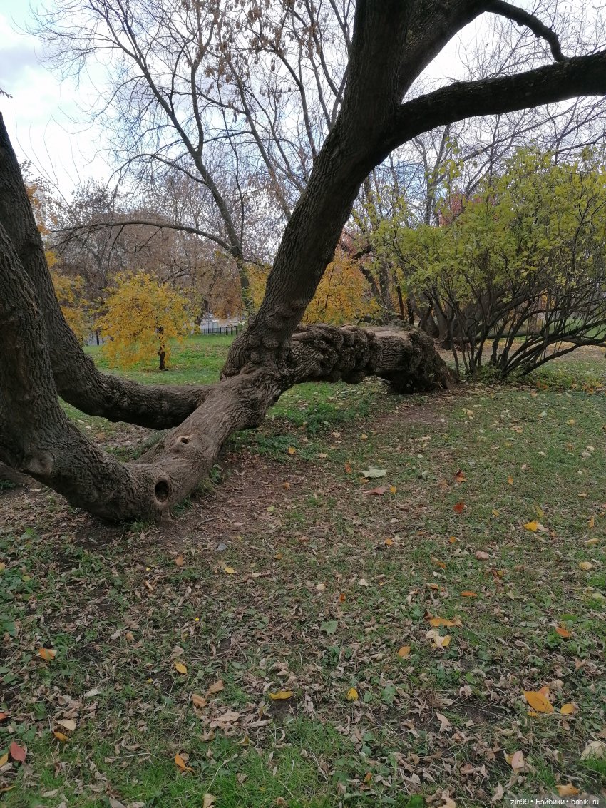 Октябрь в парке в Коломенском