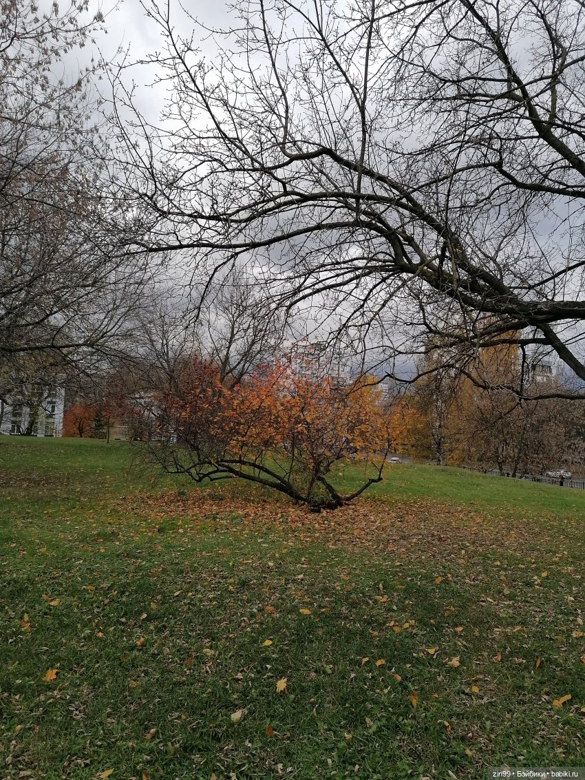 Октябрь в парке в Коломенском