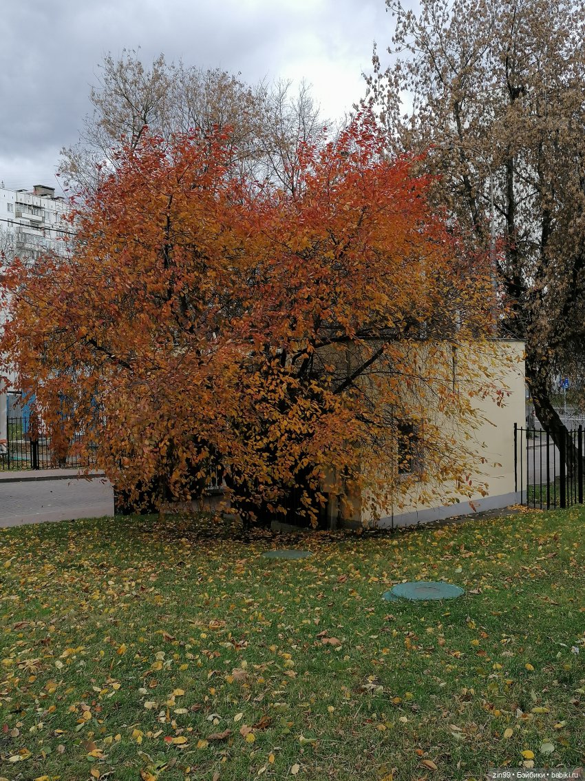 Октябрь в парке в Коломенском