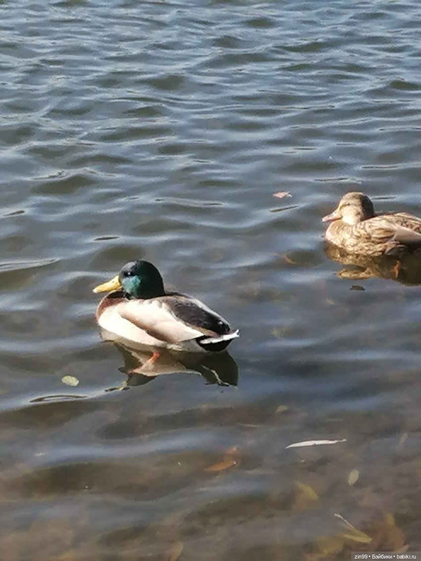 Куклы Баболи в парке и в магазинах