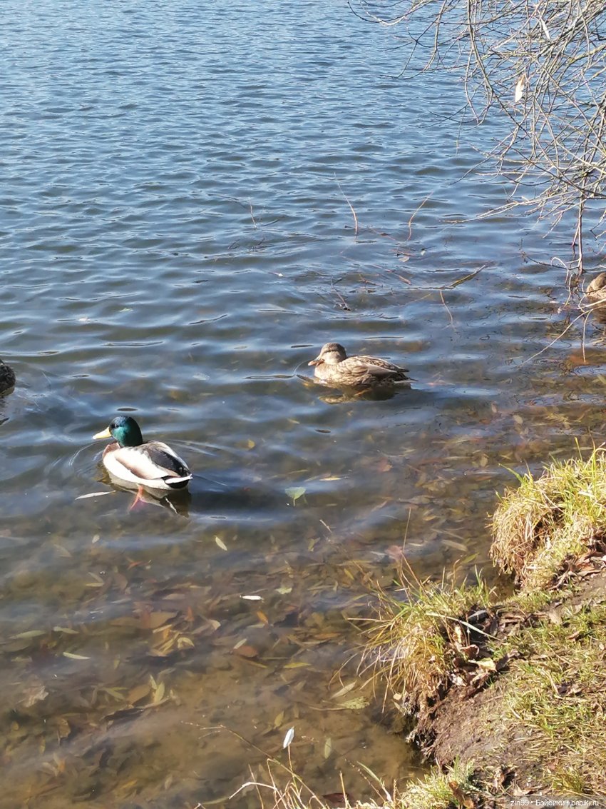 Куклы Баболи в парке и в магазинах