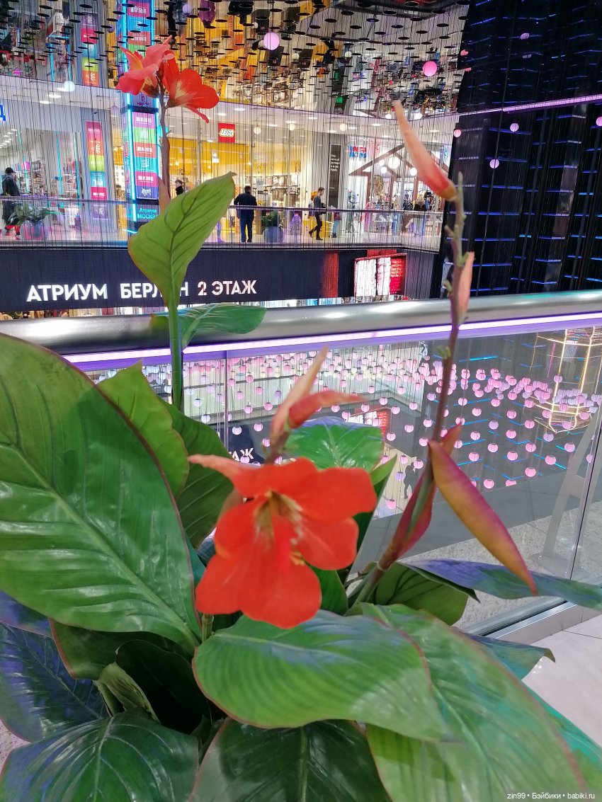 Rainbow High Поппи новенькая и прогулка в ТЦ | Бэйбики Rainbow High Поппи новенькая и прогулка в ТЦ