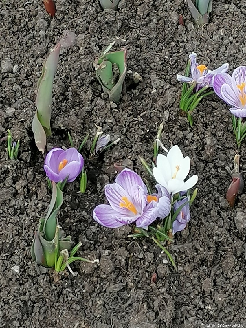 ВДНХ в апреле и новенькая (фото 8)