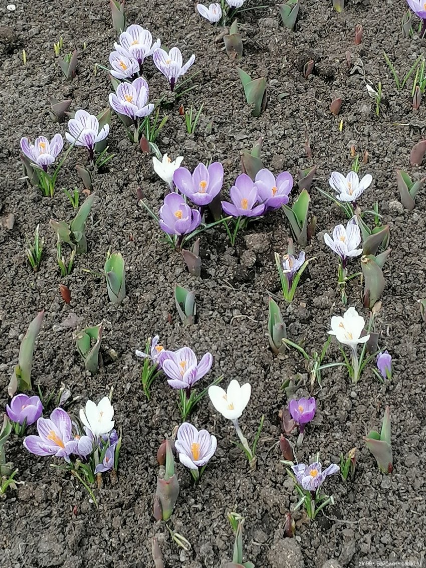 ВДНХ в апреле и новенькая (фото 6)