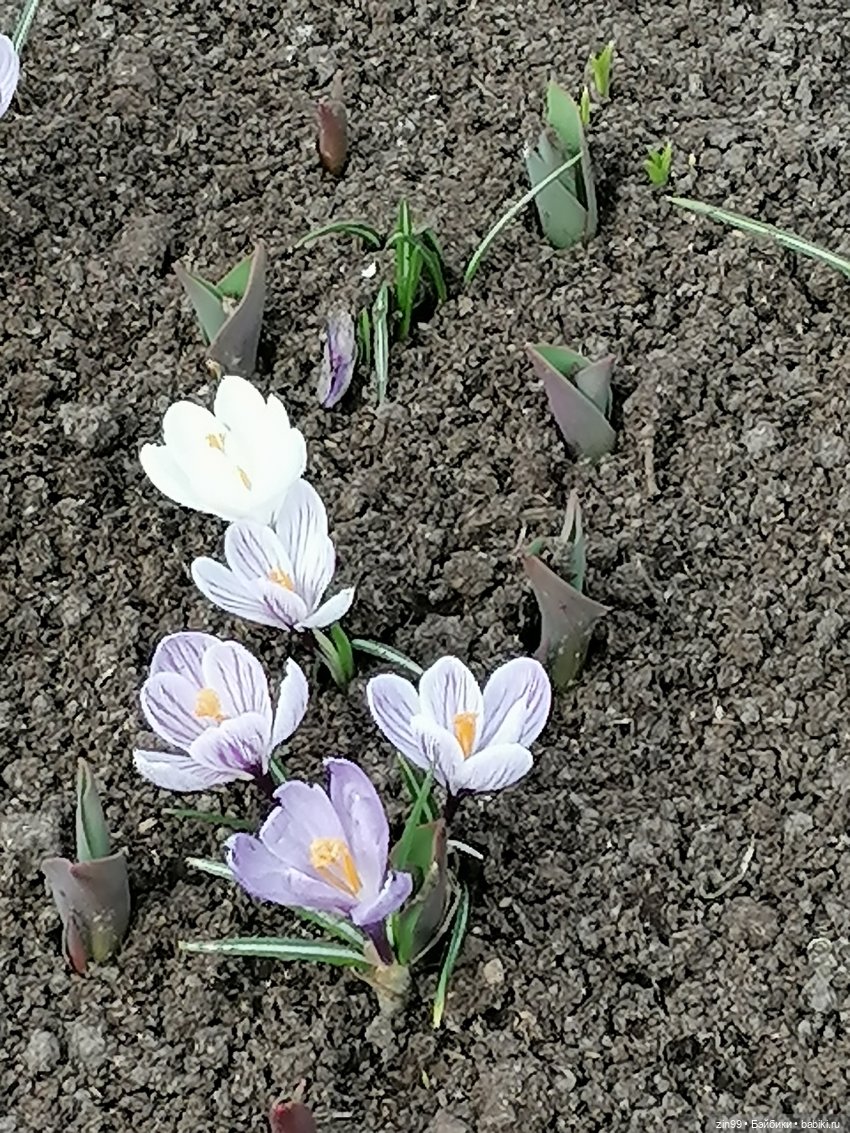 ВДНХ в апреле и новенькая (фото 9)