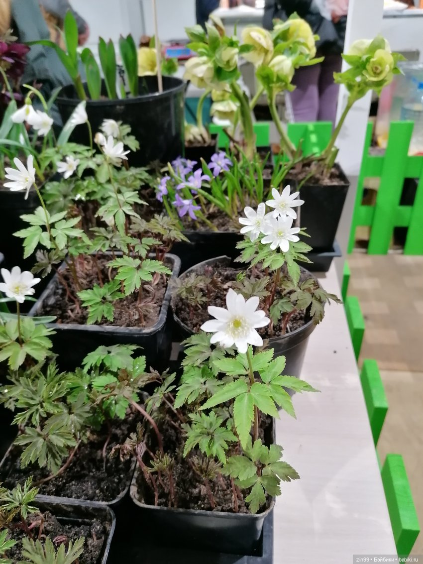 ВДНХ в апреле и новенькая