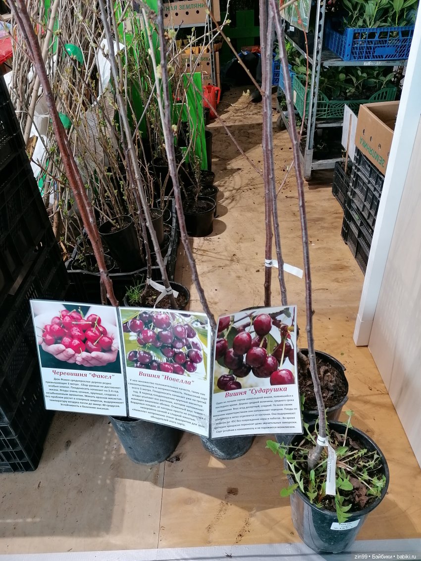 ВДНХ в апреле и новенькая