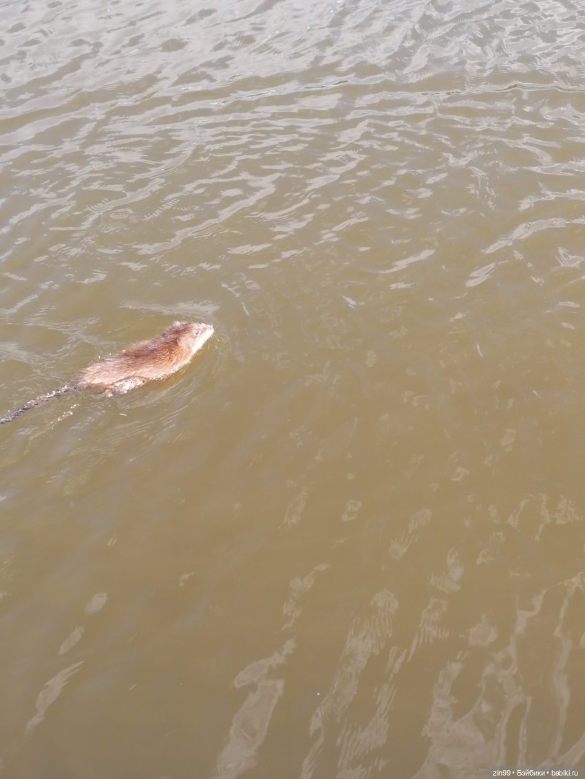 Прогулка в парк с Джинни — Игровые куклы разных производителей (Разное): редкие бренды (фото 2)