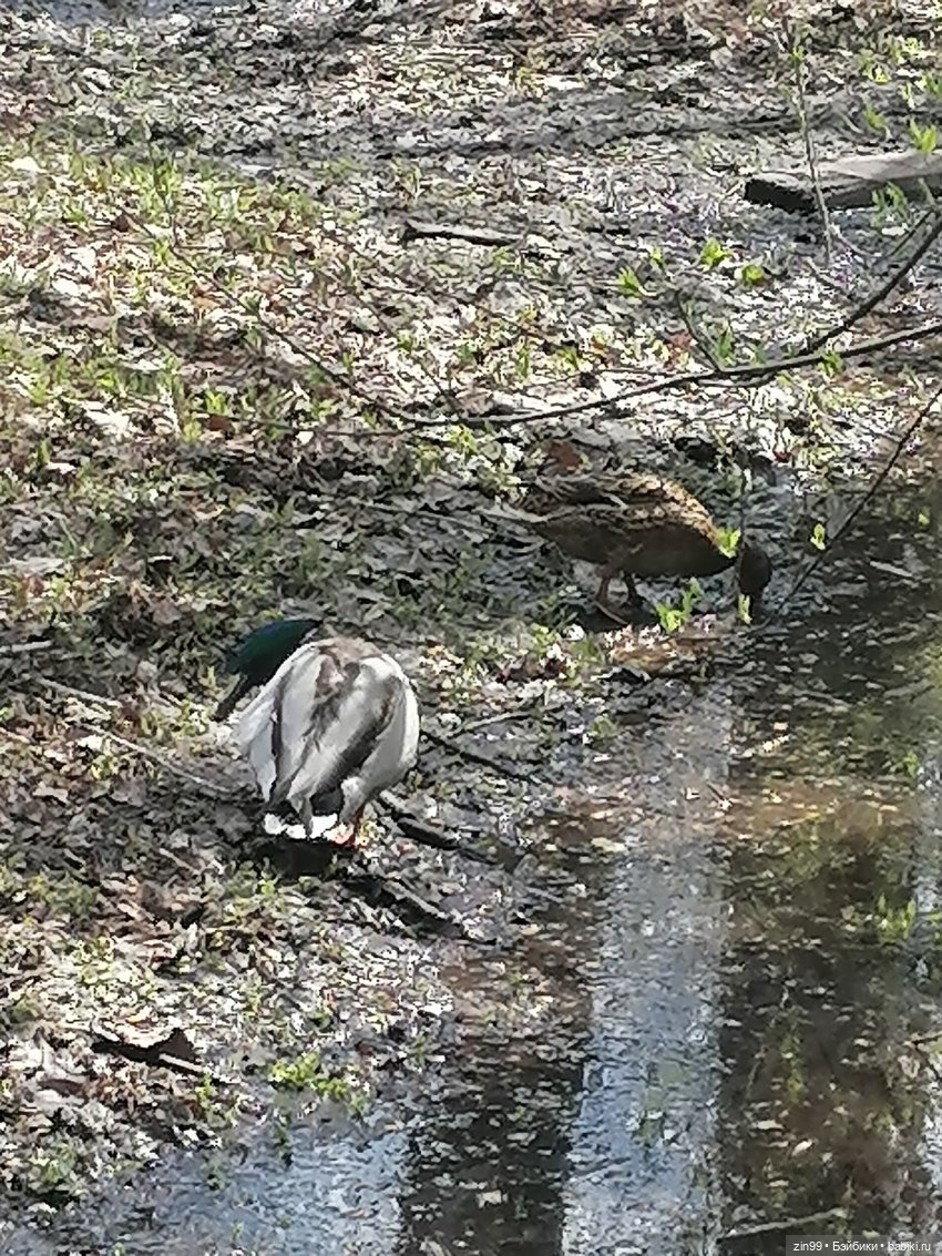Прогулка в парк с Джинни — Игровые куклы разных производителей (Разное): редкие бренды