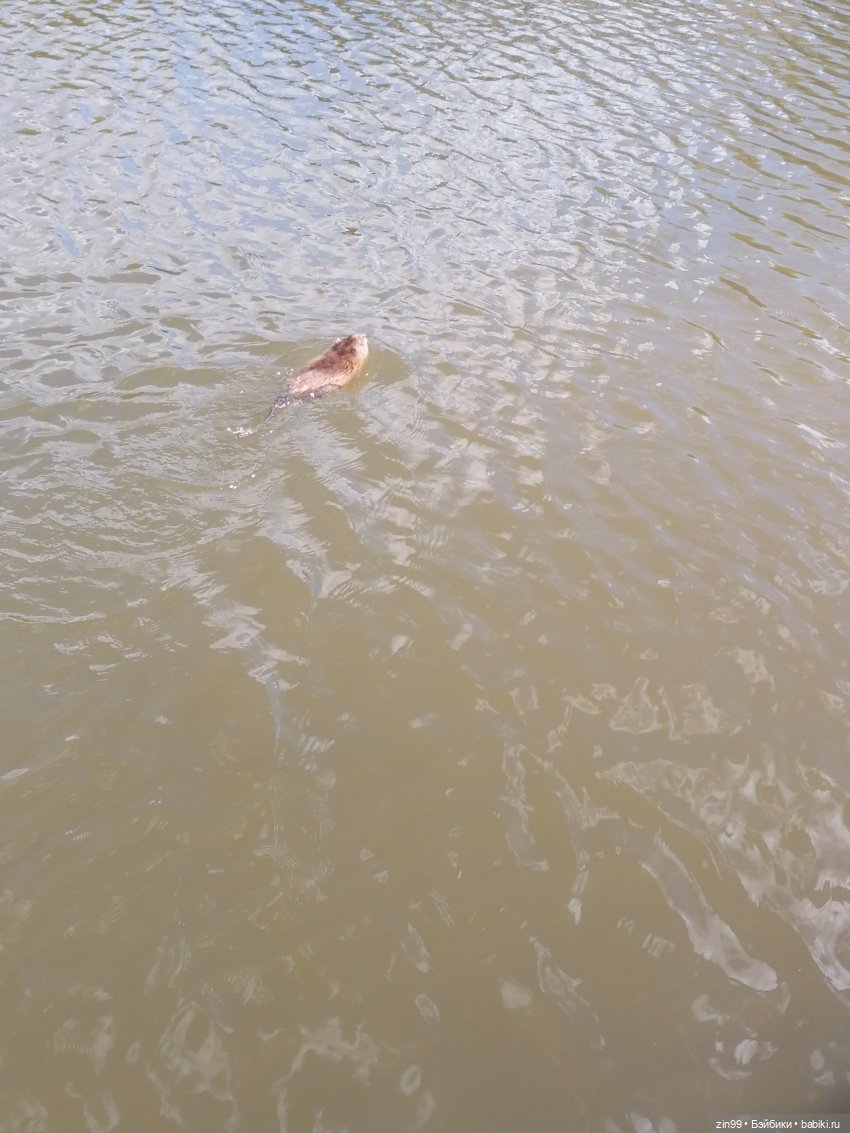 Прогулка в парк с Джинни — Игровые куклы разных производителей (Разное): редкие бренды (фото 3)