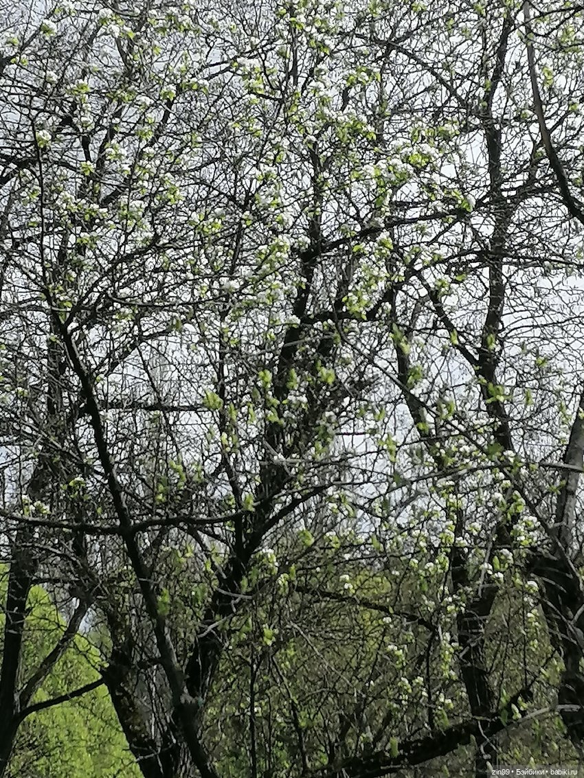 Мия Булочка, прогулка в парке