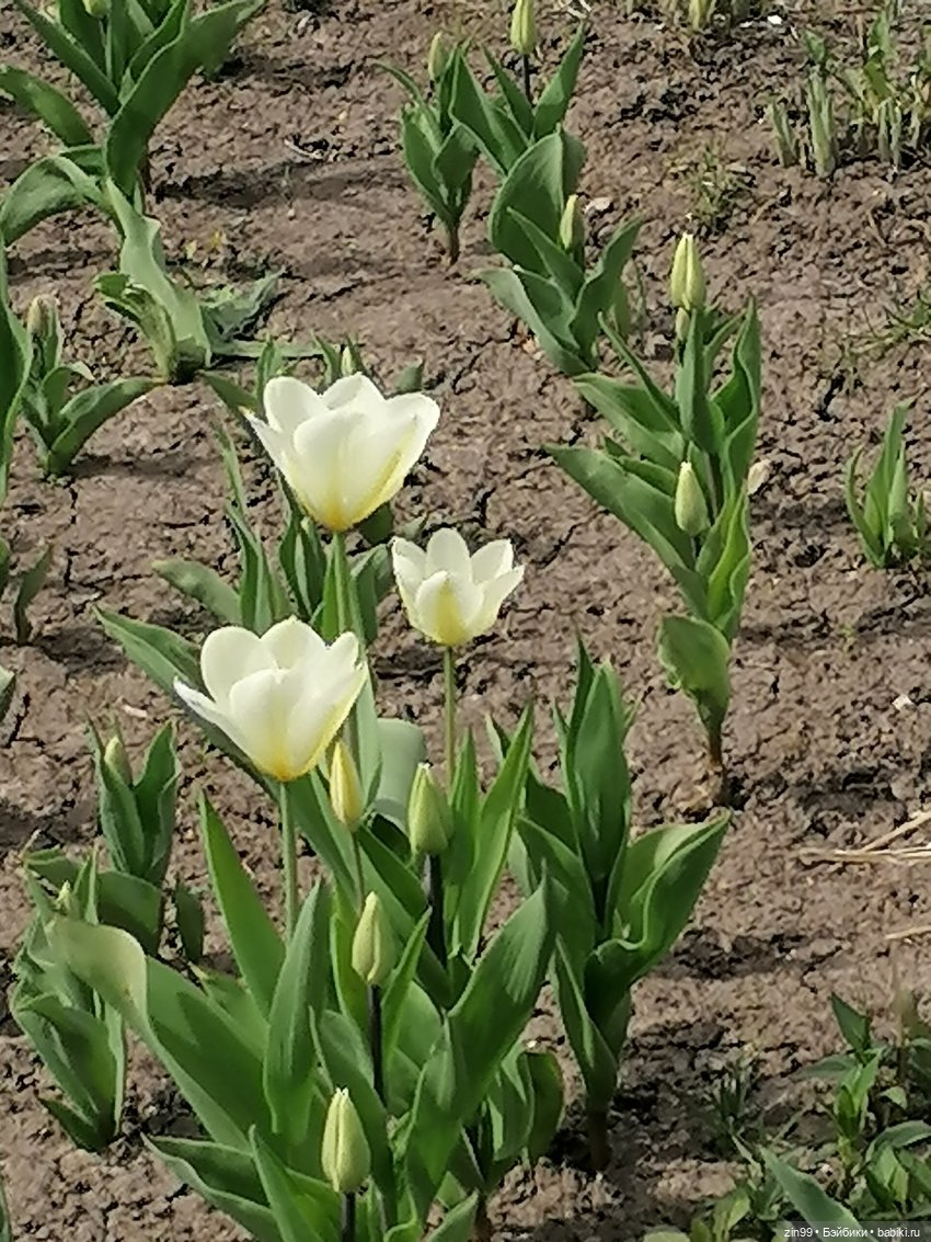 Сад будущего и ВДНХ с фейсинкой