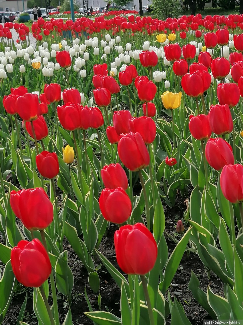 Приехала, когда цветет черемуха, POOPSIE RAINBOW