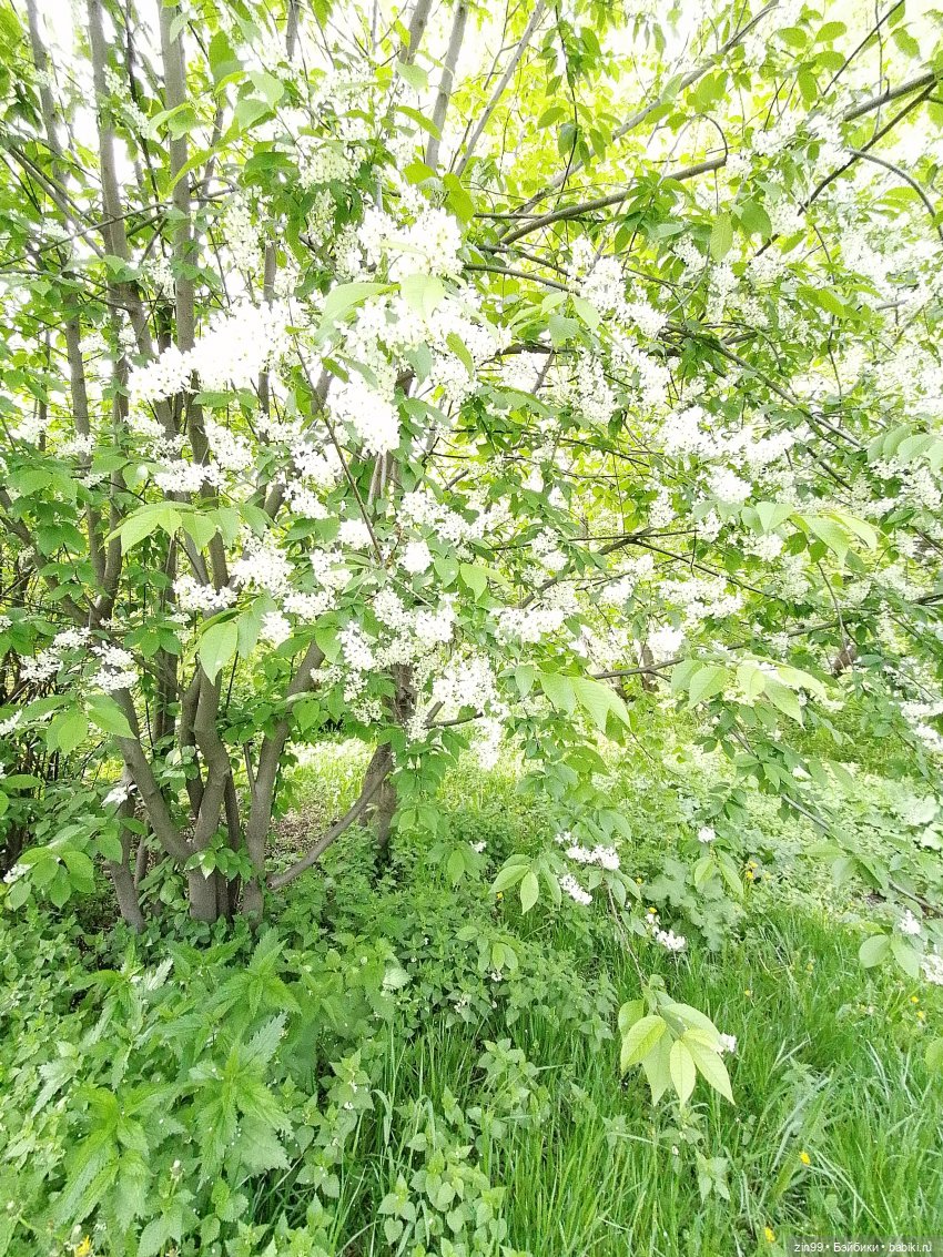 Приехала, когда цветет черемуха, POOPSIE RAINBOW (фото 7)