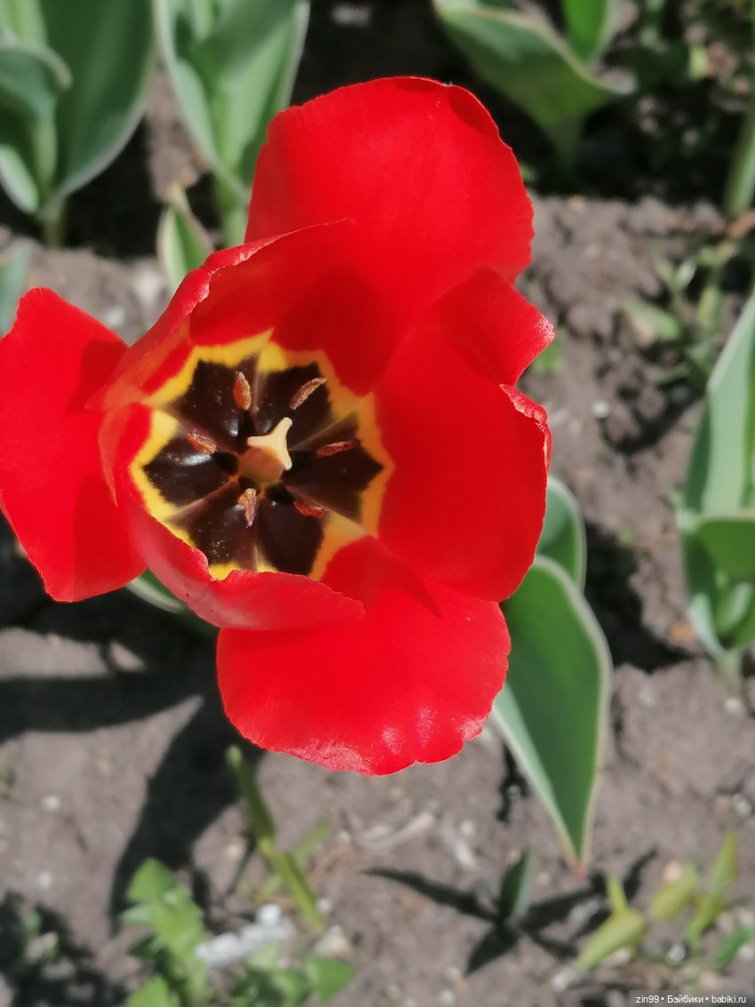 Сейчас Весна все распускается и мы ждем лето, когда тепло