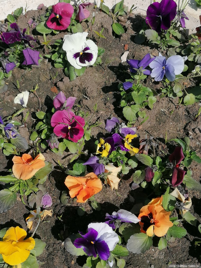 Сейчас Весна все распускается и мы ждем лето, когда тепло