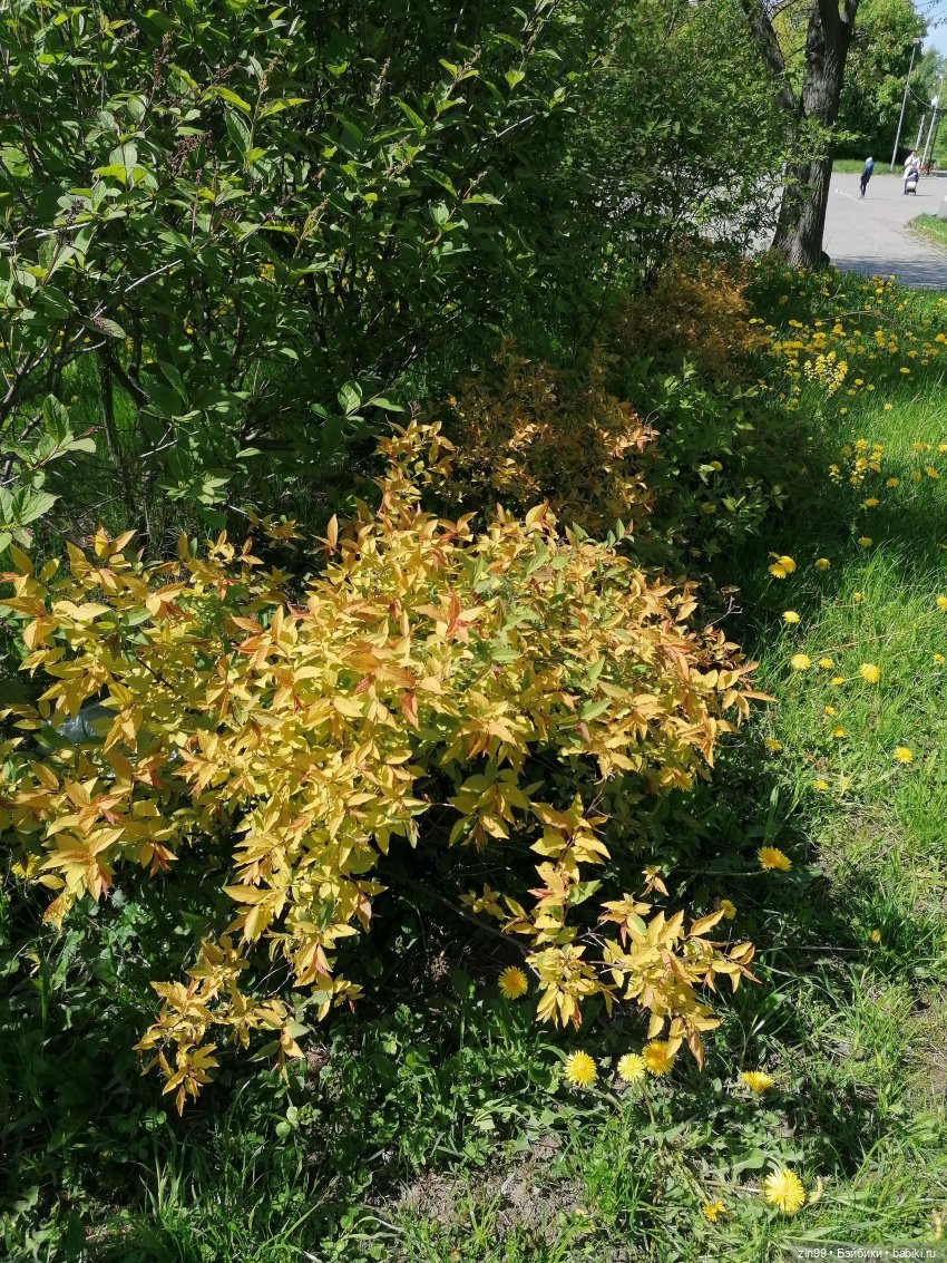 Сейчас Весна все распускается и мы ждем лето, когда тепло