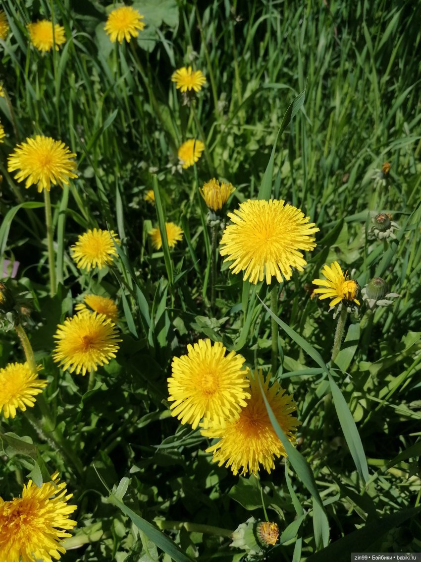 Сейчас Весна все распускается и мы ждем лето, когда тепло (фото 9)