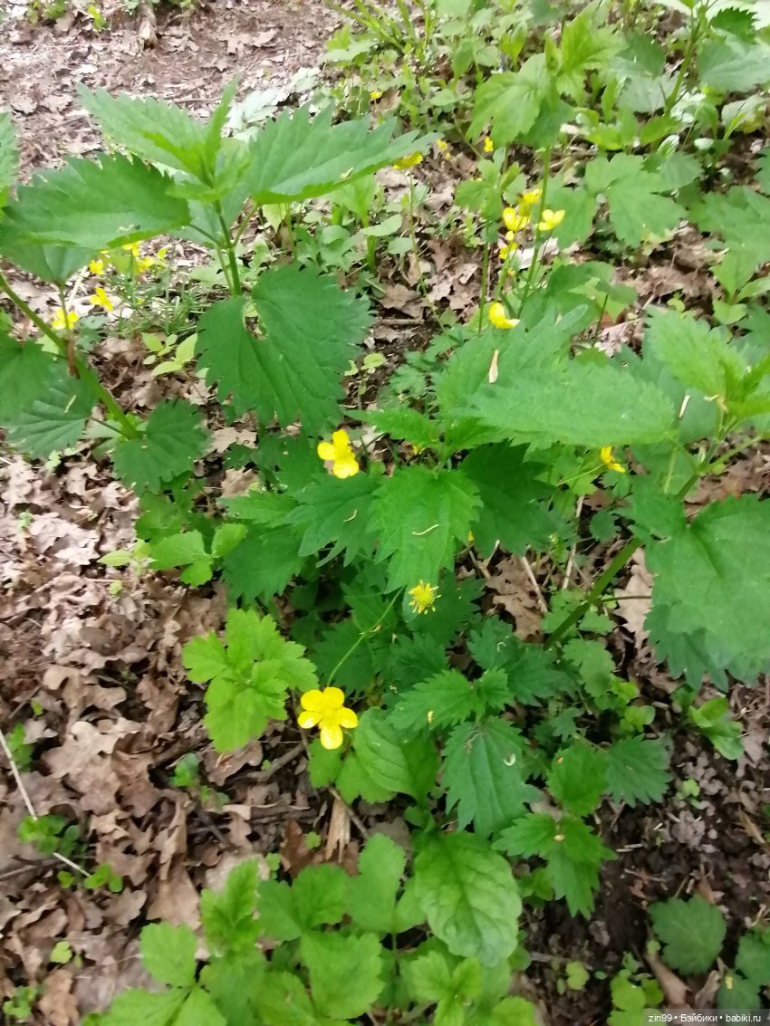 Новые баболики приехали | Бэйбики Новые баболики приехали — Куклы Baboliy (Баболи
