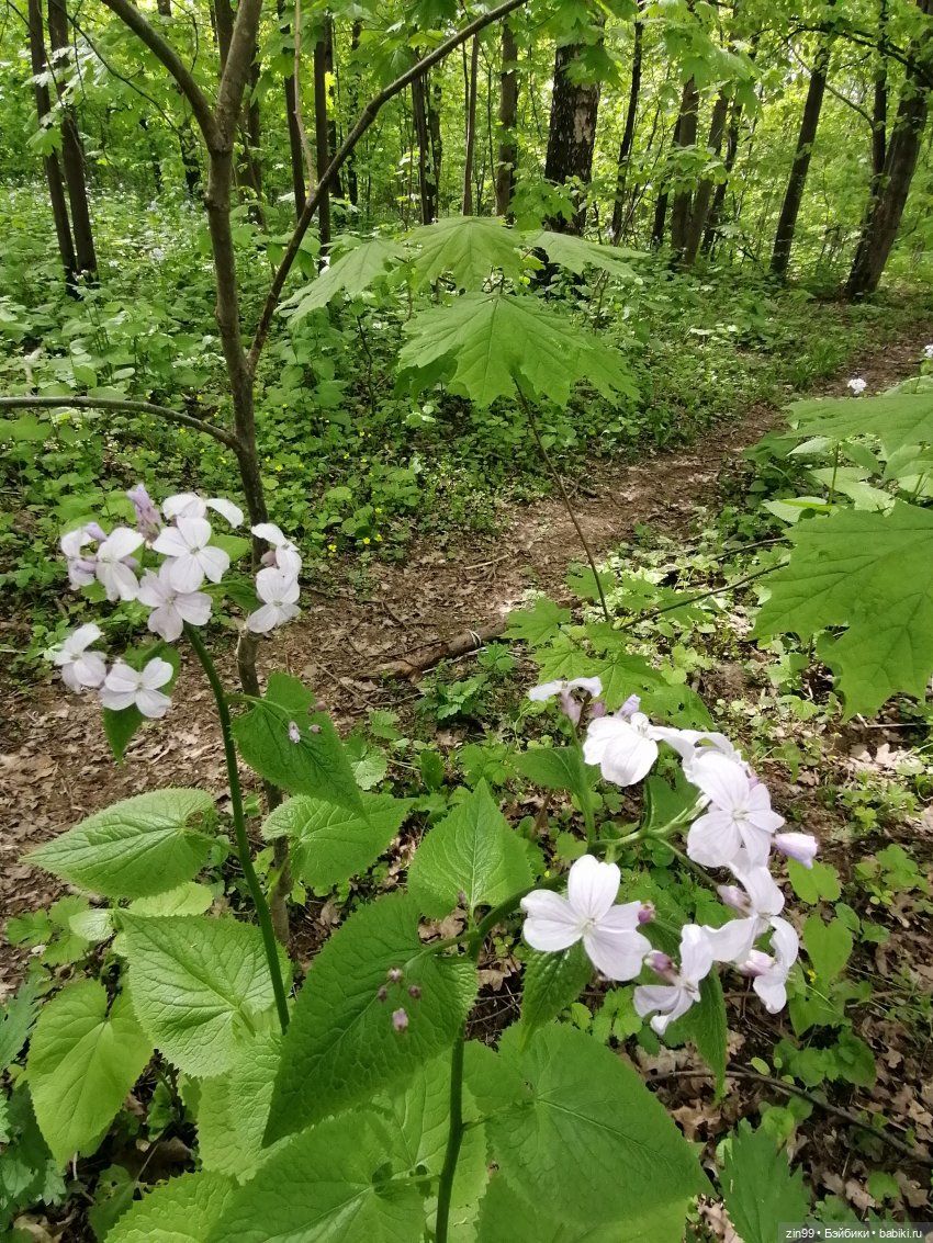Новые баболики приехали | Бэйбики Новые баболики приехали — Куклы Baboliy (Баболи