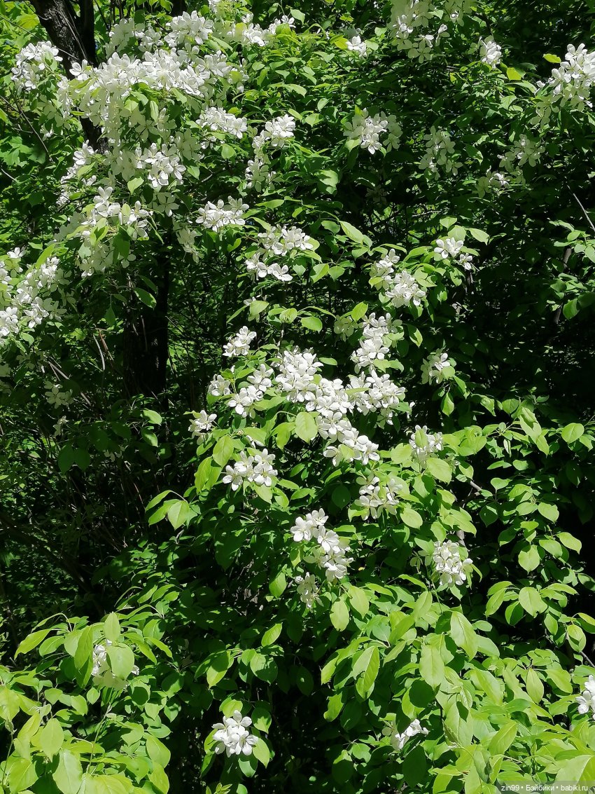 Гуляем в парке с Paola Reina (фото 5)