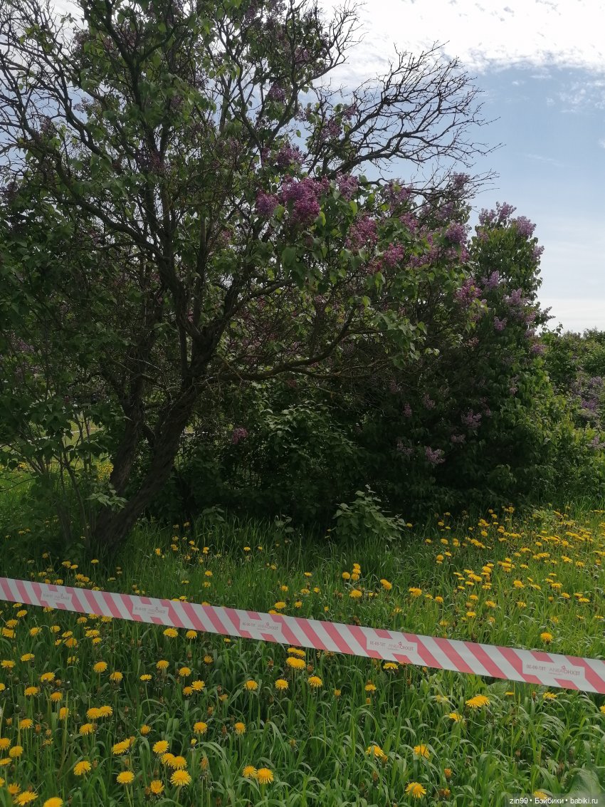 Сиреневый сад и Мэган в июне