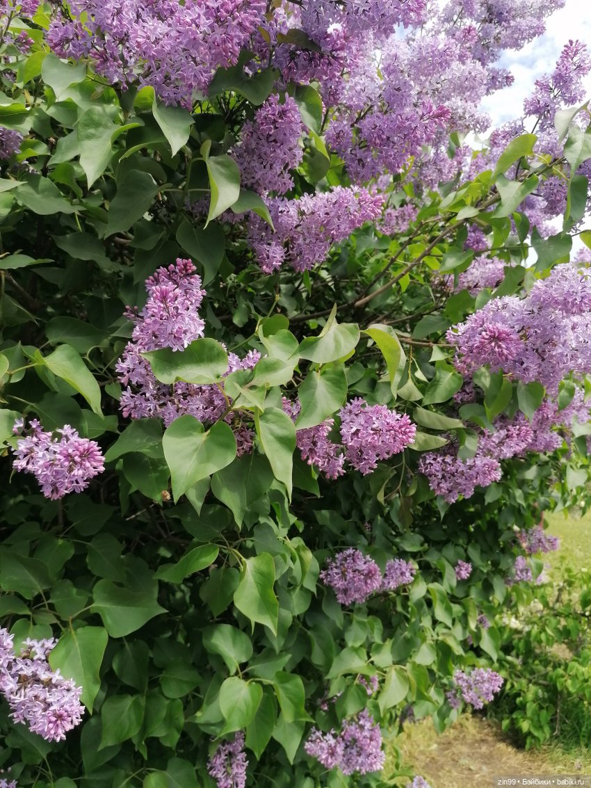 Сиреневый сад и Мэган в июне