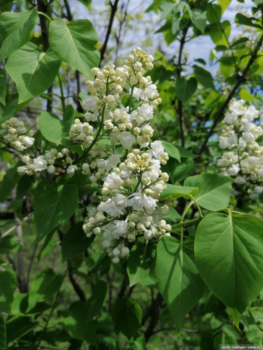 Сиреневый сад и Мэган в июне