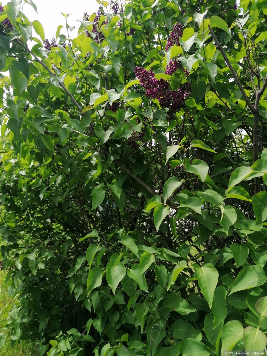 Сиреневый сад и Мэган в июне