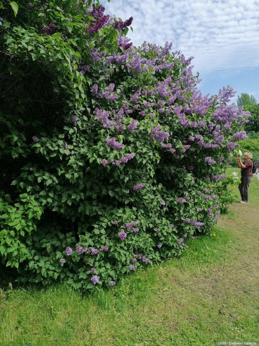 Сиреневый сад и Мэган в июне