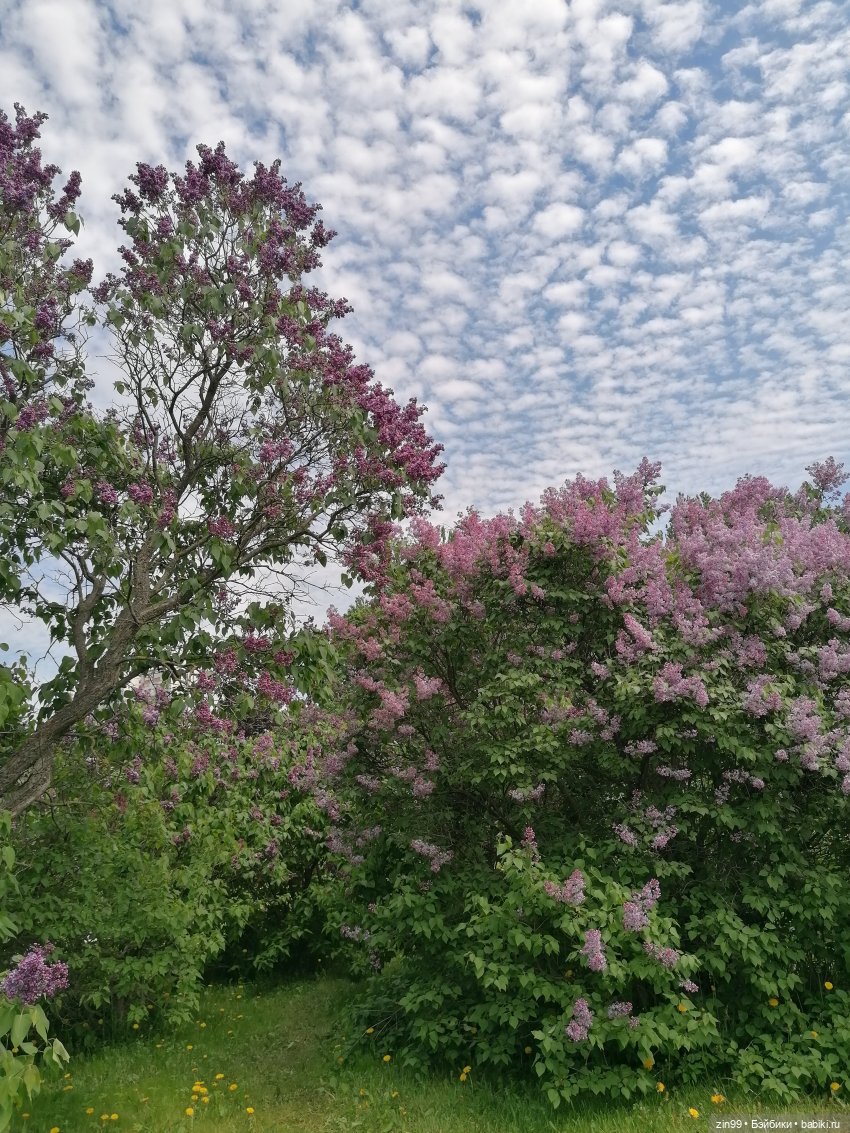 Сиреневый сад и Мэган в июне