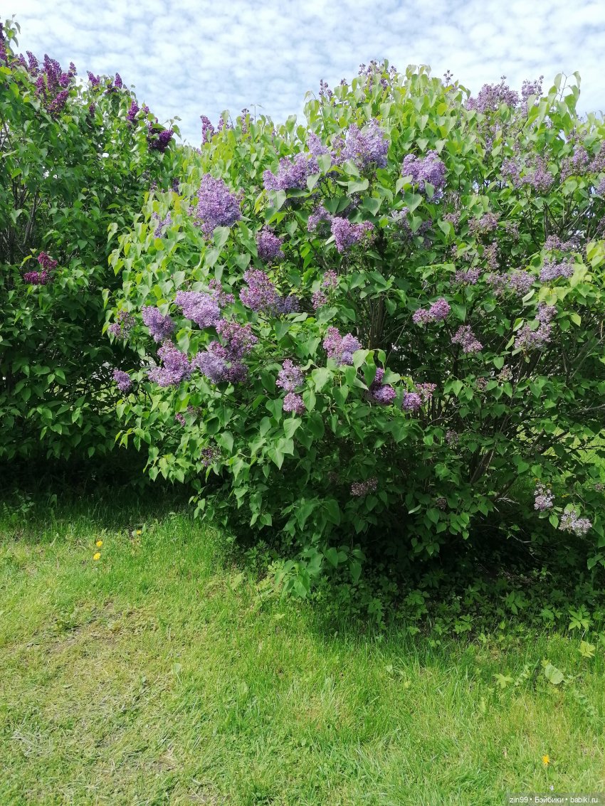 Сиреневый сад и Мэган в июне (фото 9)