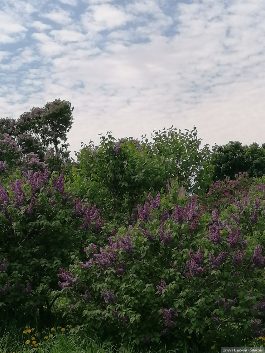 Сиреневый сад и Мэган в июне