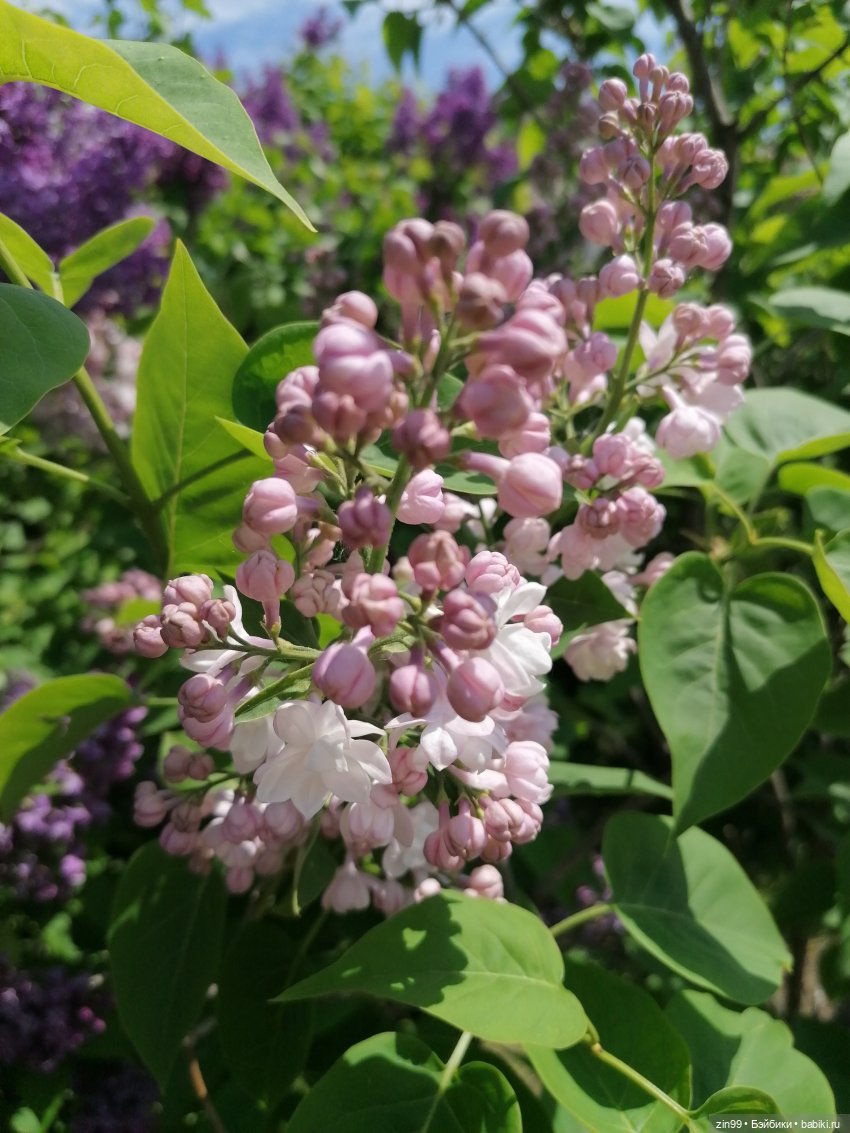 Сиреневый сад и Мэган в июне