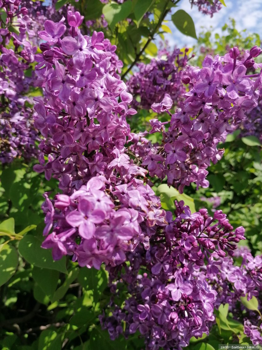 Сиреневый сад и Мэган в июне