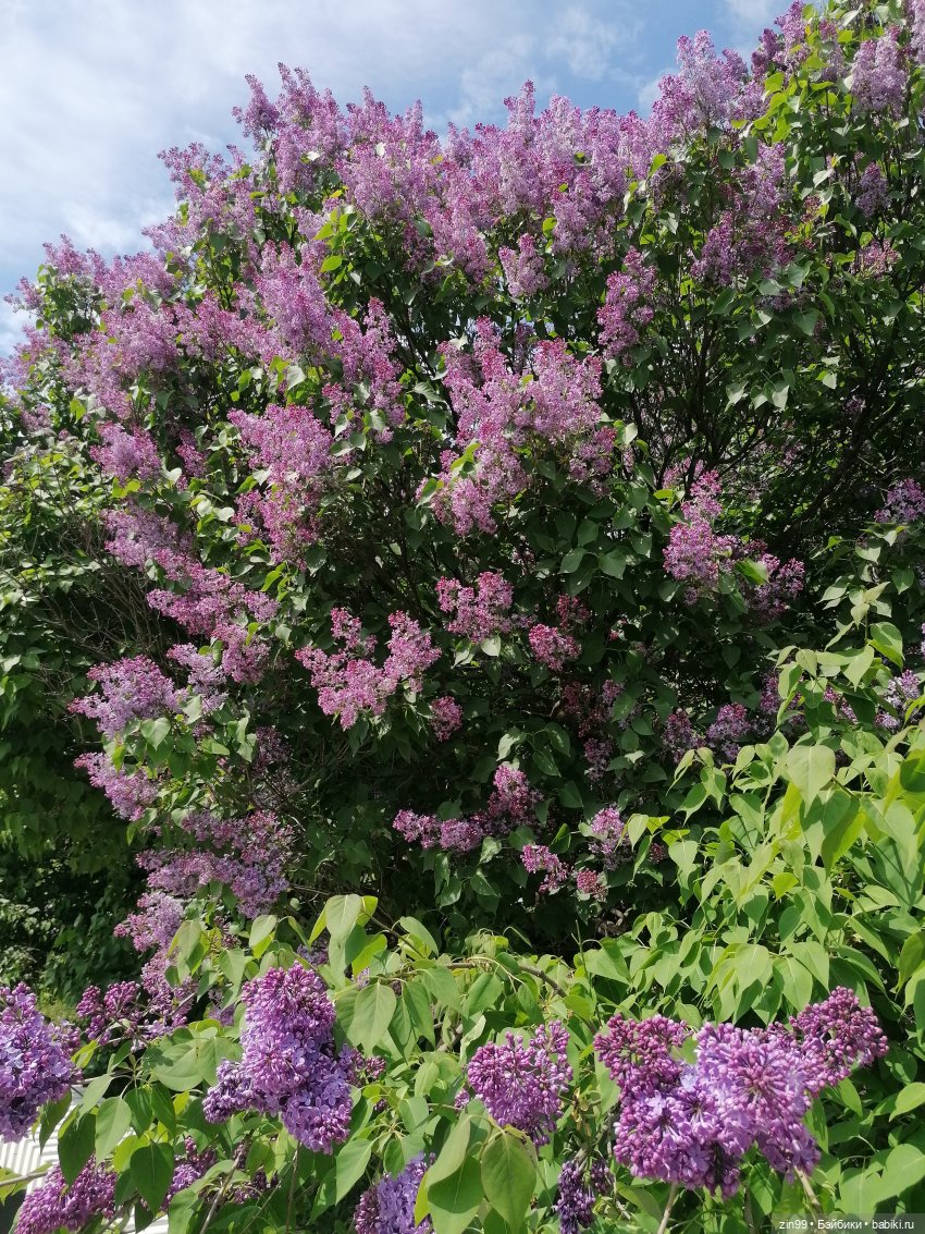 Сиреневый сад и Мэган в июне