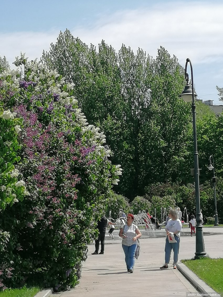Сиреневый сад и Мэган в июне