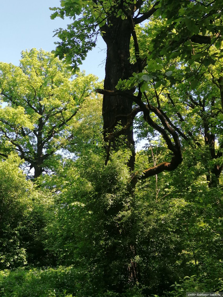 Главный ботанический сад имени Н. В. Цицина РАН, и Федра Rainbow hihg