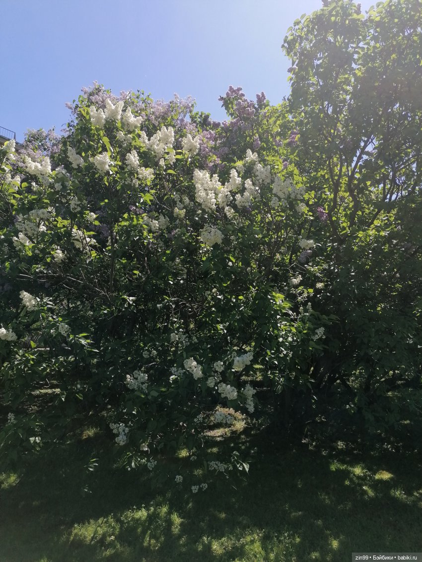 Главный ботанический сад имени Н. В. Цицина РАН, и Федра Rainbow hihg (фото 6)