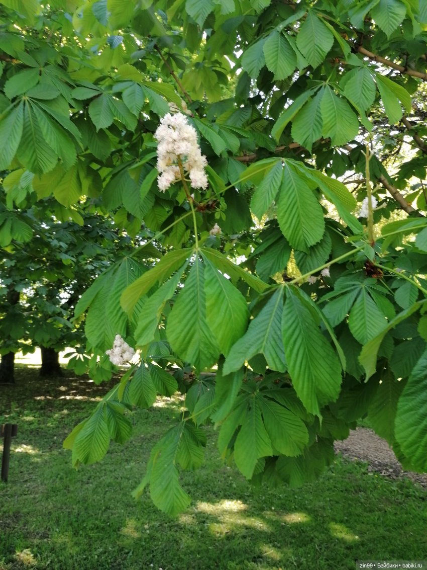 Главный ботанический сад имени Н. В. Цицина РАН, и Федра Rainbow hihg (фото 5)