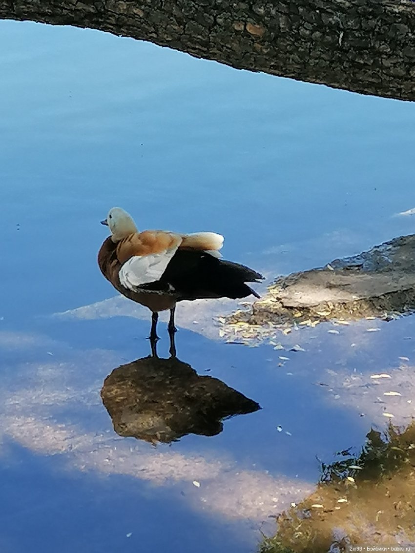 Главный ботанический сад имени Н. В. Цицина РАН, и Федра Rainbow hihg