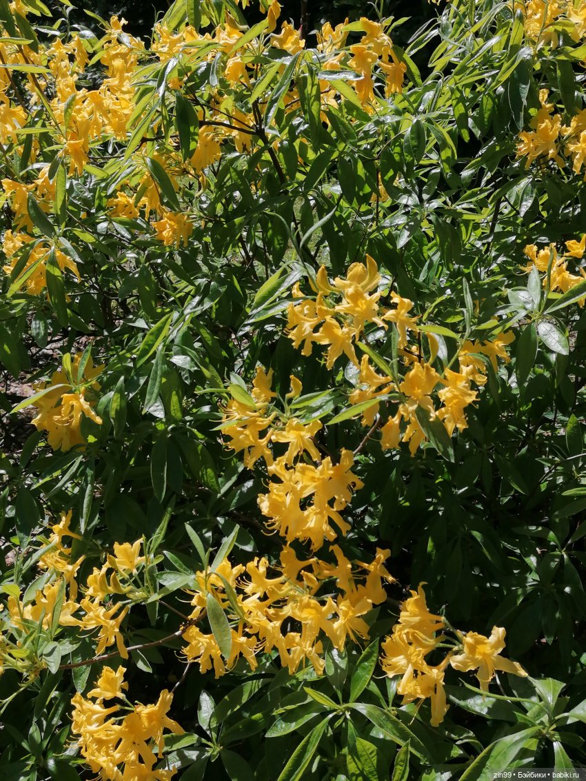 Главный ботанический сад имени Н. В. Цицина РАН, и Федра Rainbow hihg